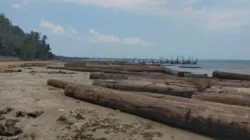 405 kayu gelondongan terdampar di pesisir Sumenep akibat cuaca buruk