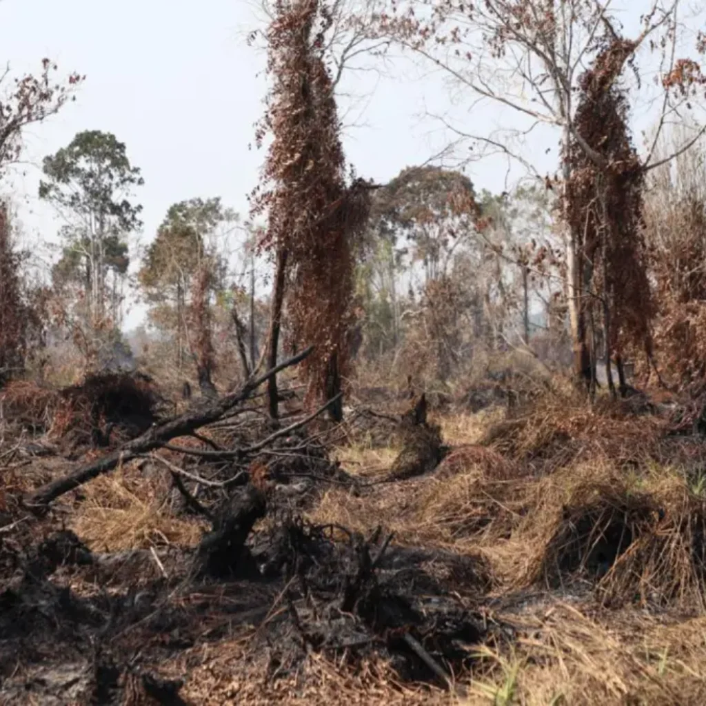 Ilustrasi kebakaran hutan dan lahan dalam penanganan karhutla di Indonesia
