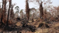 Ilustrasi kebakaran hutan dan lahan dalam penanganan karhutla di Indonesia