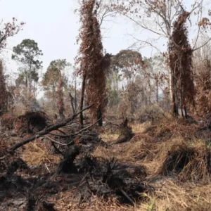 Kemenhut Proses Hukum 27 Tersangka Karhutla, Lima di Antaranya Korporasi