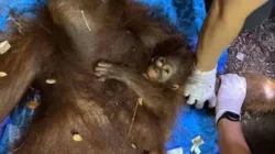 Orang utan Novita dievakuasi dari kawasan terdampak karhutla