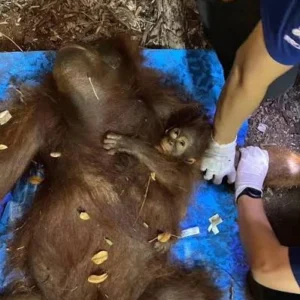 Terjebak Karhutla, Orang Utan Novita Dievakuasi dengan Luka Bakar