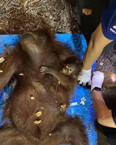 Orang utan Novita dievakuasi dari kawasan terdampak karhutla