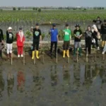 Setahun Mageri Segoro, BPI dan Pemprov Jateng Tanam 1.300 Mangrove di Batang
