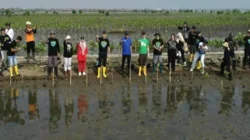 Penanaman mangrove di Batang oleh BPI dan DLHK Jawa Tengah dalam program Mageri Segoro