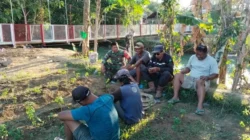 Babinsa Pasongsongan Sambangi Petani Cabai di Padangdangan, Dukung Ketahanan Pangan