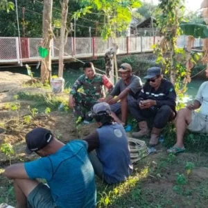 Babinsa Pasongsongan Sambangi Petani Cabai di Padangdangan, Dukung Ketahanan Pangan