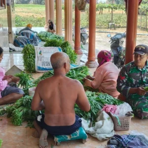 Babinsa Saronggi Dampingi Petani Kangkung, Dorong Ketahanan Pangan
