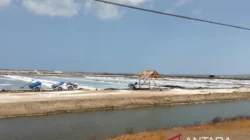 Petani memproduksi garam di Kabupaten Sumenep