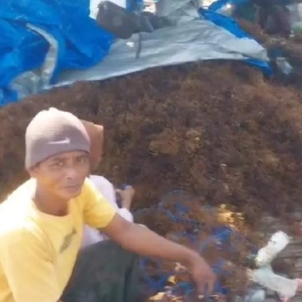 Aktivitas budidaya rumput laut masyarakat Desa Alasmalang Kecamatan Raas Sumenep