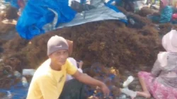 Aktivitas budidaya rumput laut masyarakat Desa Alasmalang Kecamatan Raas Sumenep